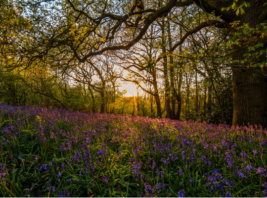 Hartshill hayes