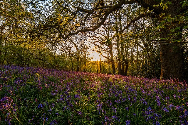 Bluebell Woods - Hartshill