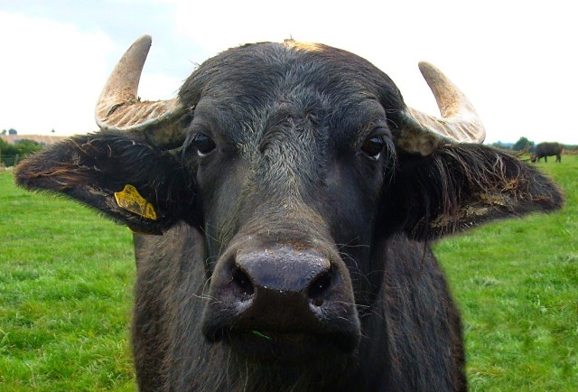 Napton buffalo