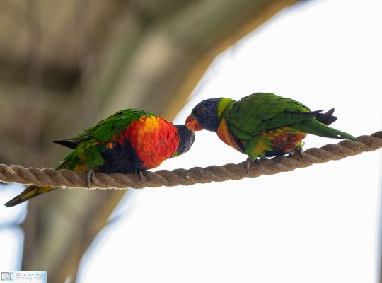 Twycross birds